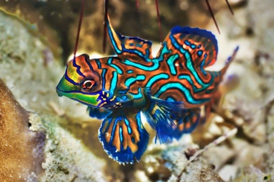 Most Alluring Marine Fish