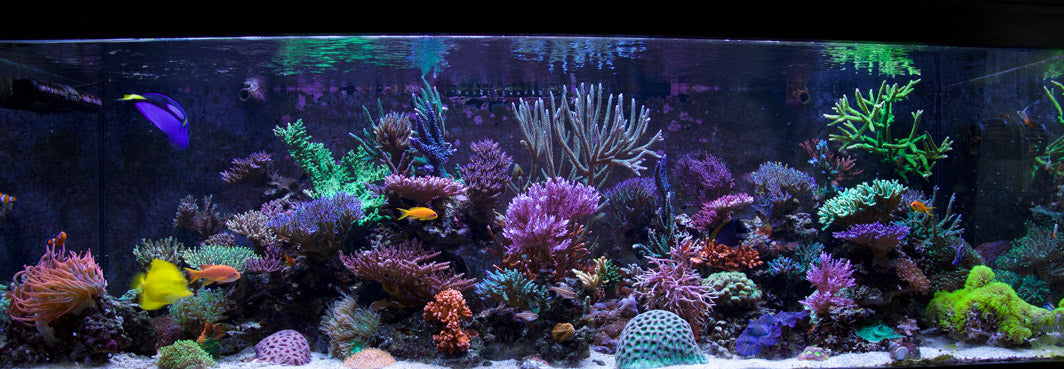 Tips and Tricks for Aquarium Beginners